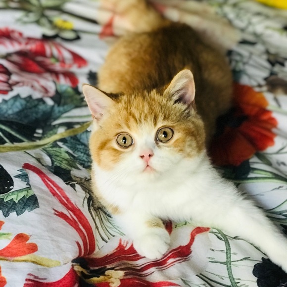 Meet your Posher, Vladimir - Picture 1 of 1